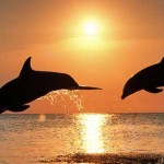 delfini
