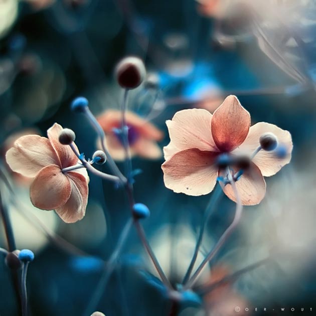 fotografije cvijeca