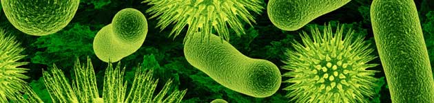 bakterije