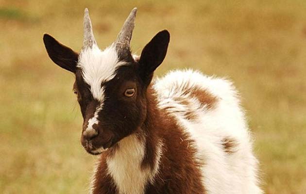 10 Najglupljih, najsmješnijih i najnesretnijih kriminalaca (i jedna koza)