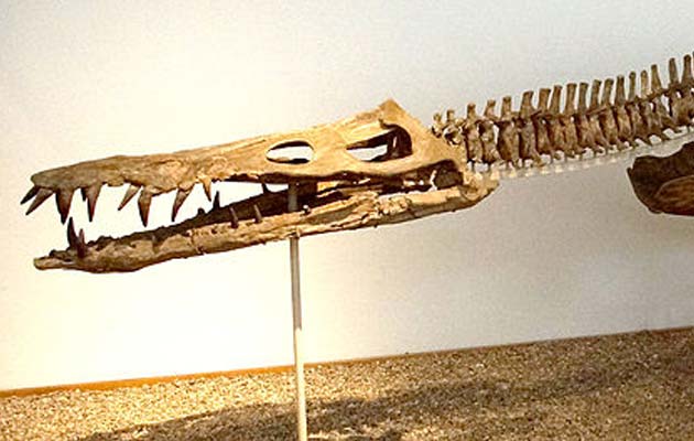 Liopleurodon2