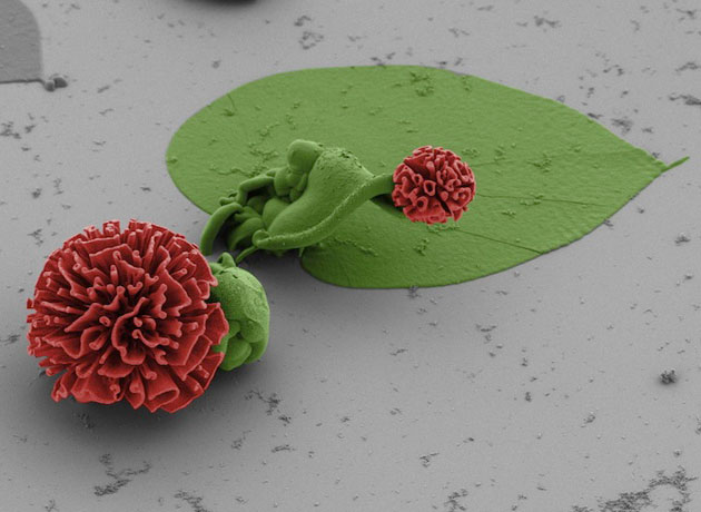 mikroskopsko-cvijece11