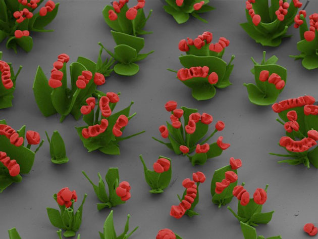 mikroskopsko-cvijece2