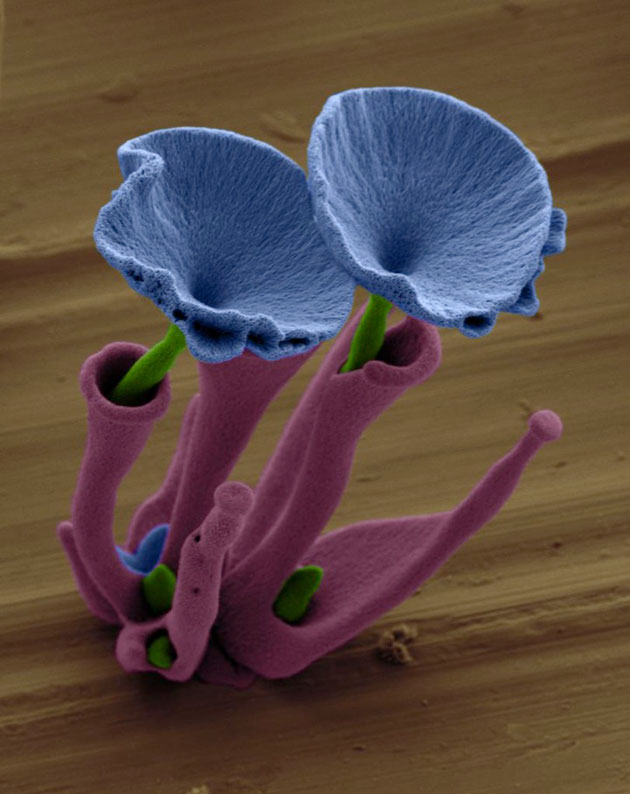 mikroskopsko-cvijece3
