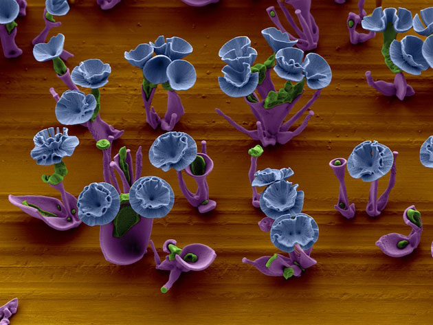 mikroskopsko-cvijece7