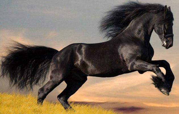 Na svijetu postoji gotovo 160 vrsta konja (Equus ferus caballus), a Arapski konj je najstarija pasmina i prihvaćen je kao preteča svih ostalih čistokrvnih pasmina. 