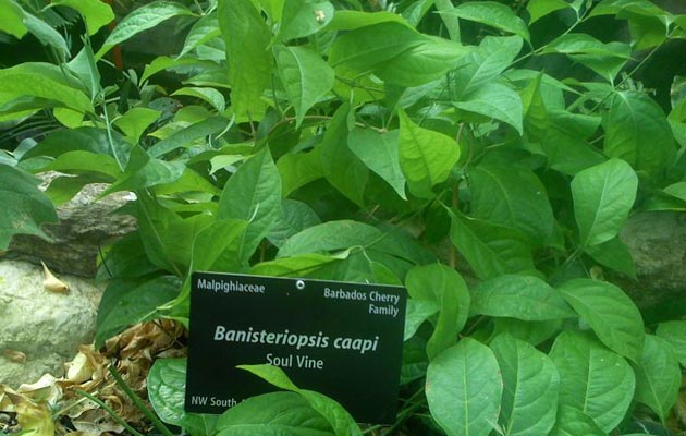 Banisteriopsis-caapi