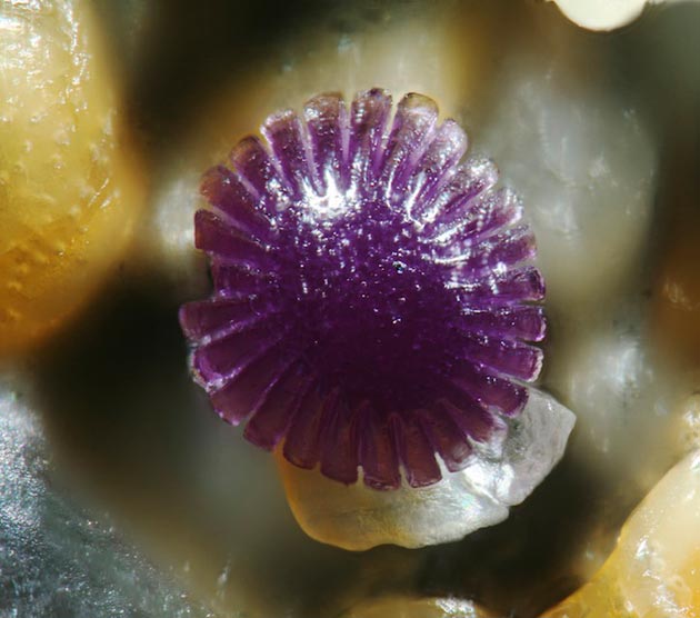pijesak-pod-mikroskopom-7