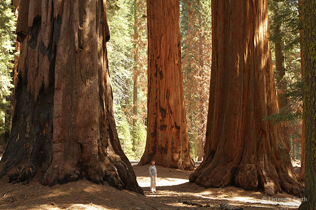 Sequoia-10