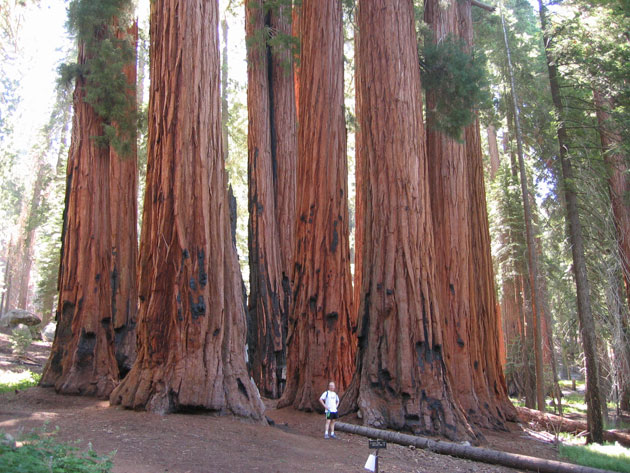 Sequoia-6