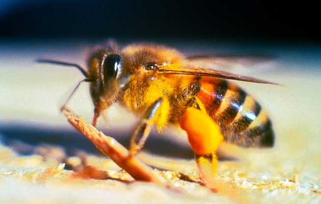 Африканизирана-пчела