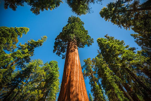 Sequoia-3