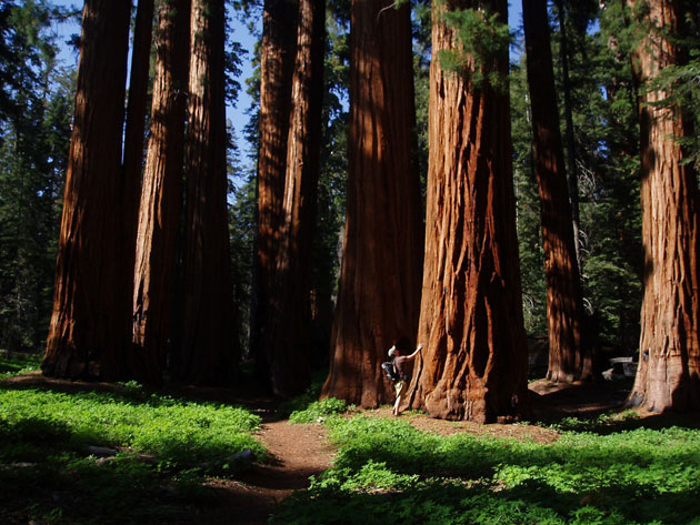 Sequoia-8